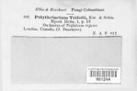 Polythrincium trifolii image